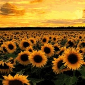 Meet your Posher, Yvette